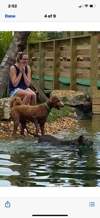 Ace Dog Training, Florida, Palm City